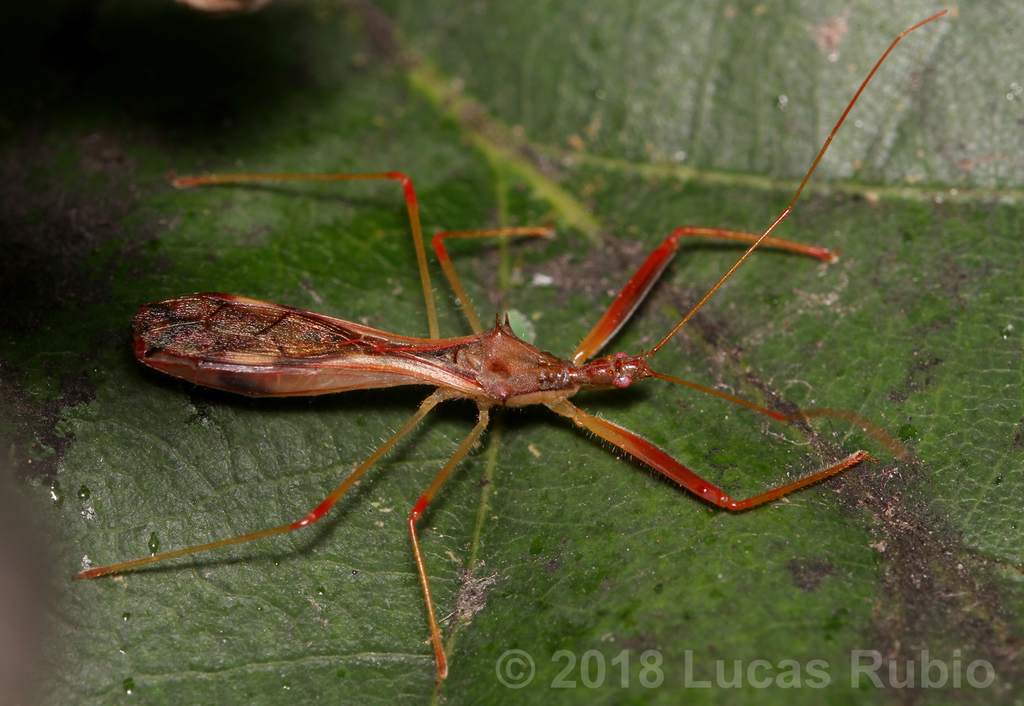 Debilia fusciventris