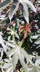 Ricinus communis