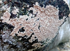 Cylindrobasidium laeve