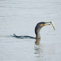 Nannopterum brasilianum