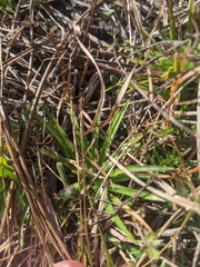 Xyris elliottii