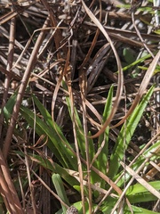 Xyris elliottii