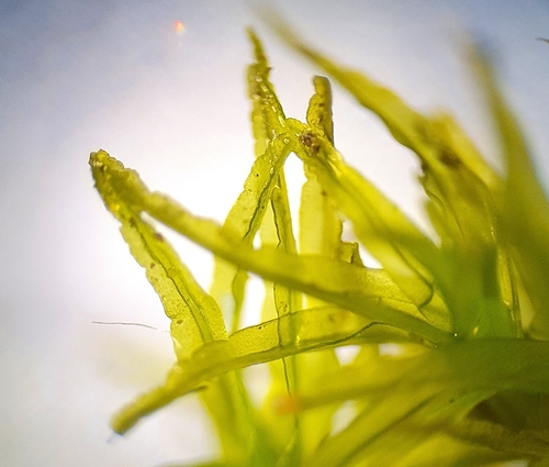 Image of Husnotiella sinuosa by no rights reserved