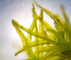 Didymodon sinuosus