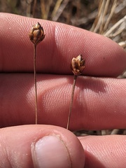 Xyris elliottii