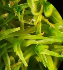 Didymodon sinuosus