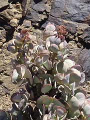 Crassula arborescens