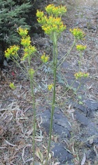 Kalanchoe longiflora