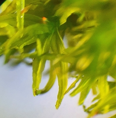 Didymodon sinuosus