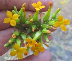 Kalanchoe longiflora