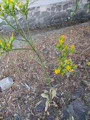 Kalanchoe longiflora