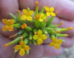 Kalanchoe longiflora
