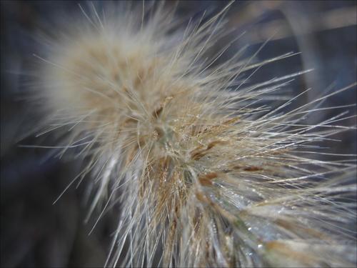 Cenchrus × cupreus, photograph 4