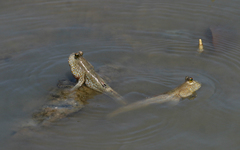 Periophthalmus chrysospilos