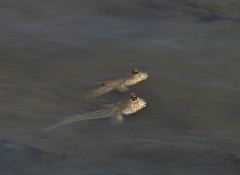 Periophthalmus chrysospilos