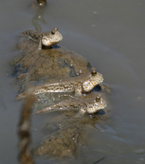 Periophthalmus chrysospilos