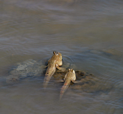 Periophthalmus chrysospilos