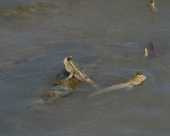 Periophthalmus chrysospilos