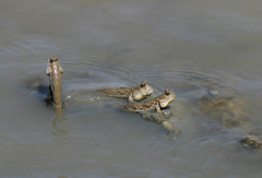 Periophthalmus chrysospilos