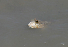 Periophthalmus chrysospilos