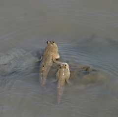 Periophthalmus chrysospilos