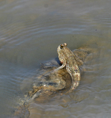 Periophthalmus chrysospilos