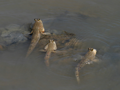 Periophthalmus chrysospilos