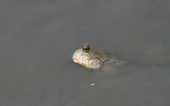 Periophthalmus chrysospilos