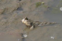 Periophthalmus chrysospilos