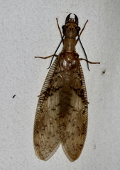 Corydalus flavicornis