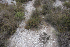 Notobubon collinum