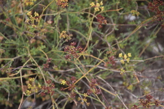 Notobubon collinum