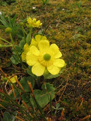 Ranunculus insignis