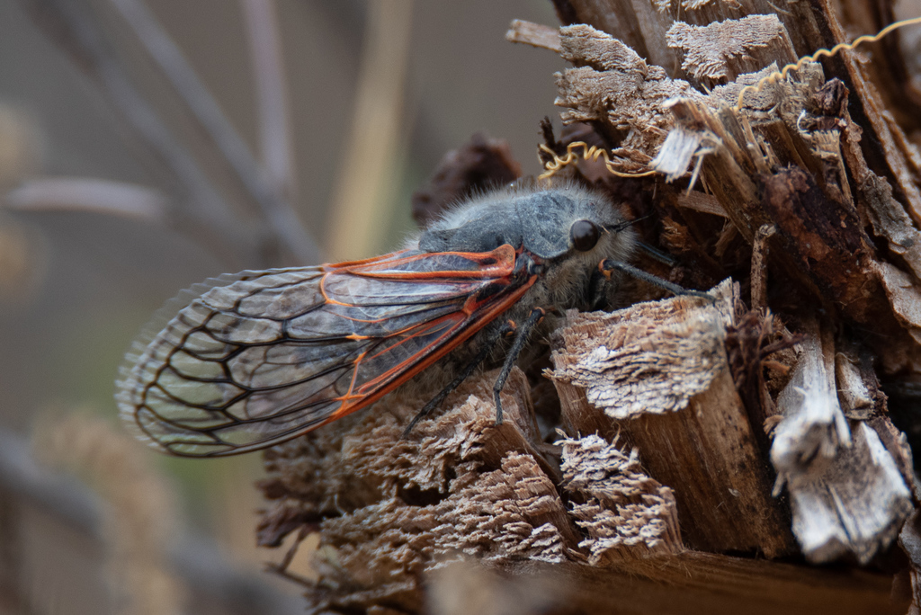 Tettigades chilensis