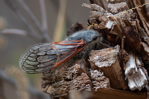 Tettigades chilensis