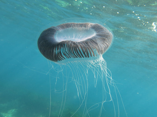 Many-ribbed Jelly