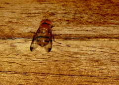 Copestylum tympanitis