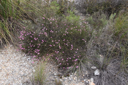 Image of Acmadenia macropetala by (c) Tony Rebelo, some rights reserved (CC BY-SA)