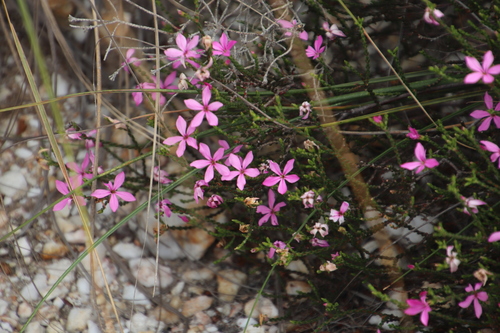 Quartz Porcelainflower (Acmadenia macropetala)