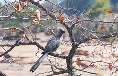 Corythaixoides concolor concolor