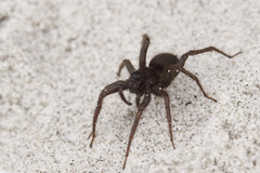 Pardosa groenlandica