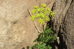 Glia prolifera
