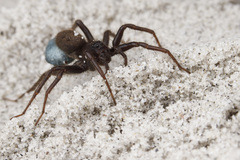 Pardosa groenlandica