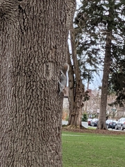 Sciurus carolinensis