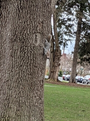 Sciurus carolinensis
