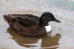 Anas platyrhynchos domesticus