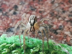 Hogna bivittata