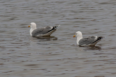 Larus argentatus