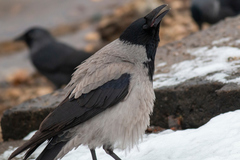 Corvus cornix
