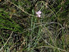 Dianthus micropetalus